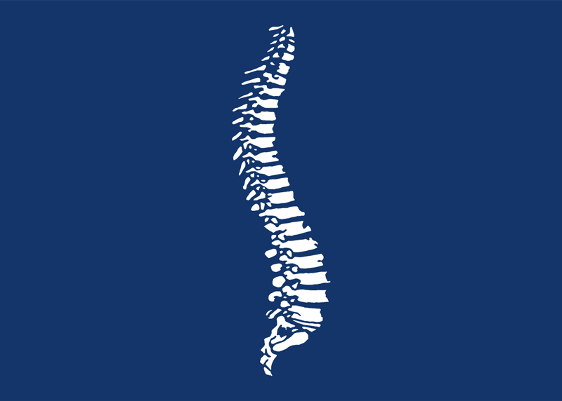 spine vertebrae graphic
