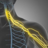 Active Life Chiropractic Nerve Path Diagram