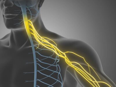 Active Life Chiropractic Nerve Path Diagram