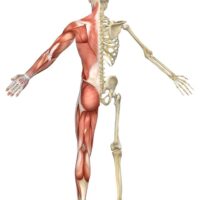 Active Life Chiropractic Skeletal System Muscles