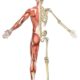 Active Life Chiropractic Skeletal System Muscles